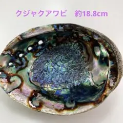 NO58-91 クジャクアワビ(貝殻) 磨き　約18.8cm