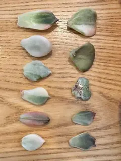 ゴ*～様 錦品種　葉挿し苗セット②