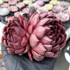 ライカ様 リクエスト 5点 まとめ商品