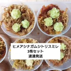 抜き苗】【速達発送】ピンギキュラ ヒメアシナガムシトリスミレ 小苗3