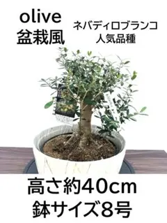 オリーブの木　ネバディロブランコ　盆栽風　8号　約40cm　NO.1095　人気 オリーブの木 ネバディロブランコ 盆栽風 8号 約40cm NO.1095 人気