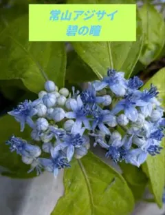 ゆうじん様 リクエスト 2点 まとめ商品