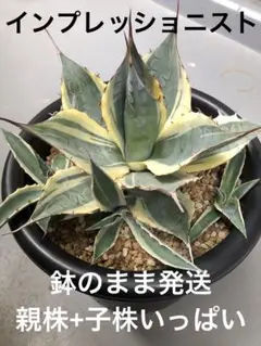 アガベ パラサナ インプレッショニストのサムネイル