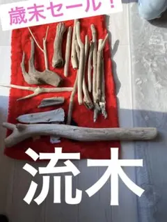 流木　今だけおまけつき！