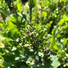 ANI様 リクエスト 3点 まとめ商品