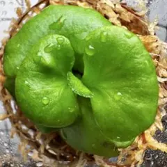 ④【年末大売り出し開催中】大人気 希少品種 リドレイ パカラン［育成ガイド付］