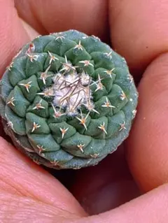 E129緑色の球形サボテン、菊水 - メルカリ