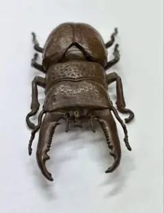 ☆貴重☆オスモウサンコガネ標本特大サイズ - メルカリ