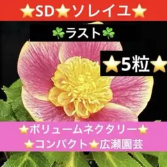 2026年最新】ソレイユ クリスマスローズの人気アイテム - メルカリ