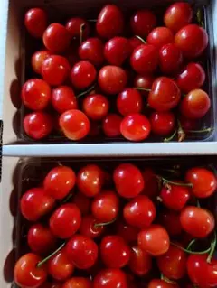 【激安!】さくらんぼ 紅秀峰 １㎏　管理No.16のサムネイル