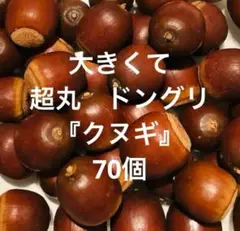 採れたて 大きくて超丸 ドングリ【クヌギ】 70個