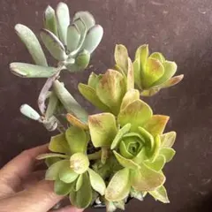 多肉植物抜き苗セット