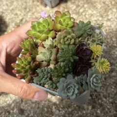 多肉植物　寄せ植えセット