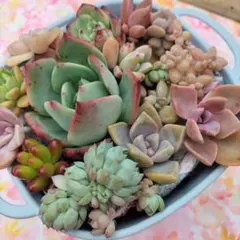 みったん様 リクエスト 2点 まとめ商品