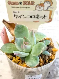 ファームパルクさん苗　命名株　クインコロネット　葉挿し　2頭　多肉植物