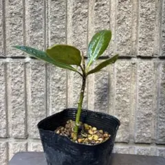 2026年最新】タイサンボク リトルジェムの人気アイテム - メルカリ