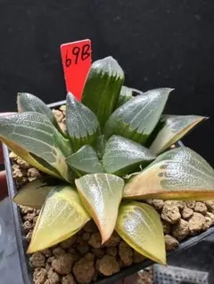 22d 多肉植物 ハオルチア 大型コレクタ錦 自家繁殖 鉢植え発送 - メルカリ