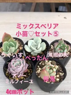 京Succulent様 リクエスト 2点 まとめ商品