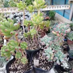 多肉植物　3種抜き苗