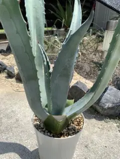 あ*お様 【‼︎美株‼︎】アガベ　アメリカーナ　大株‼︎ あ*お様 【‼︎美株‼︎】アガベ アメリカーナ 大株‼︎ 大株