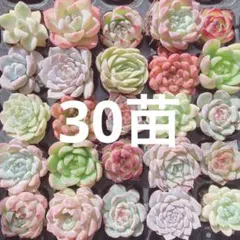 みやび様 リクエスト 2点 まとめ商品