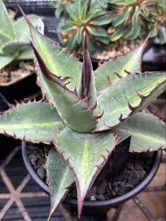 2025年最新】パラサナ大株の人気アイテム - メルカリ