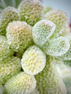 ほのぼのピクルス様 リクエスト 2点 まとめ商品