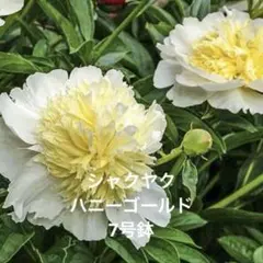 シャクヤク ハニーゴールド 7号鉢 蕾付き 苗 芍薬 - メルカリ