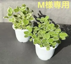 M様 リクエスト 5点 まとめ商品