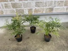 2025年最新】マホニアコンヒューサの人気アイテム - メルカリ