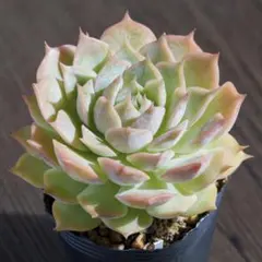 2025年最新】チワワエンシスの人気アイテム - メルカリ