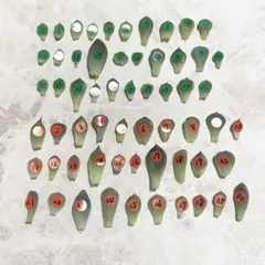 週末限定 葉挿し 60種類 60枚セット エケベリア 韓国苗【多肉植物】★