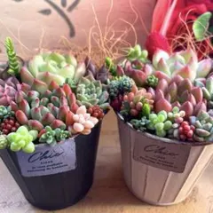 メルカリ便♫多肉植物寄せ植え♫そのまま飾れる♫お得な2個セット メルカリ便】多肉植物 寄せ植え そのまま飾れる セダム 乙女心