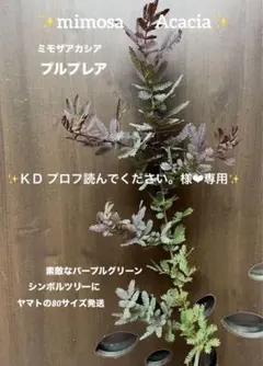 ＫＤ プロフ読んでください。様❤︎専用人気種✨ミモザ　プルプレア苗グリーンパープル