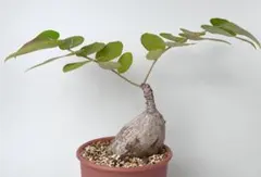 激レア/極美/塊根植物】フィランサス ミラビリス 大株 鉢植え A-5