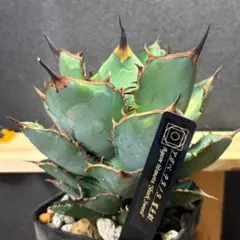 2026年最新】アガベ 子株 セットの人気アイテム - メルカリ