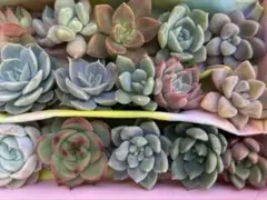 多肉植物　エケベリア　セダム