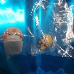 鬼滅の刃 おねむたん 善逸　つまんでつなげてますこっと　カニカン　フィギュア