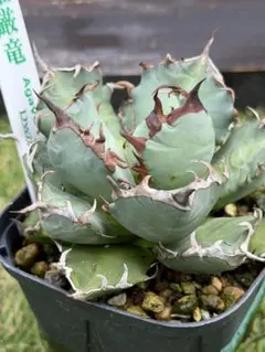 D アガベ ハイブリッド キシロナカンサ×チタノタ 木刺×厳竜 台湾輸入