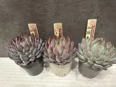 青鬼・赤鬼・桜鬼　ミックスベリア　おらいさん苗　札なし　抜き苗　熟株美苗