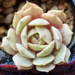 るるる様 リクエスト 4点 まとめ商品