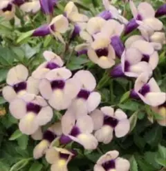 スーパートレニア2年生苗☆カタリーナ☆ラムレーズン開花苗一苗☆9