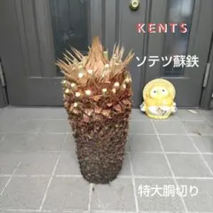 黄金ソテツ☆ 蘇鉄 モンステラ 白い蘇鉄 変異 極上大株 美株 大株
