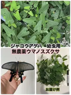 2025年最新】ウマノスズクサ 苗の人気アイテム - メルカリ