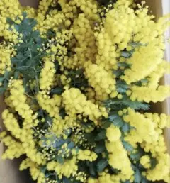 ☘️ミモザ銀葉アカシア★フレッシュ(保水有り)☘️3辺計100cmらくらくメルカリ便