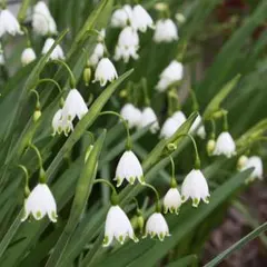 【yooo様専用】スノーフレーク　すずらん水仙　球根2球