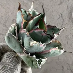 2026年最新】アガベ ブラック&ブルー 錦の人気アイテム - メルカリ