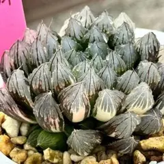 s*u様 ブラックオブツーサ錦　親株　子株付き　超美株　ハオルチア　観葉植物　D