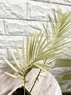 2025年最新】ソテツ 斑入りの人気アイテム - メルカリ