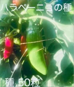 おかゆん⭐️ミックスベリア札出品中様 リクエスト 4点 まとめ商品